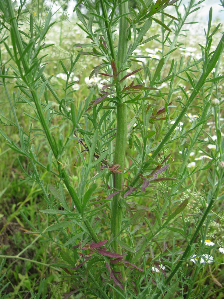 Image of Centaurea stoebe specimen.