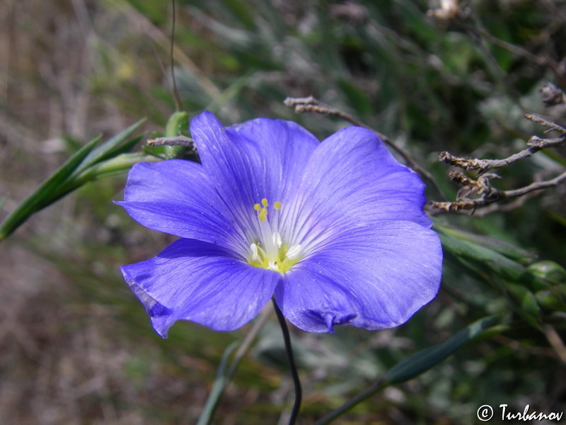 Изображение особи Linum austriacum.