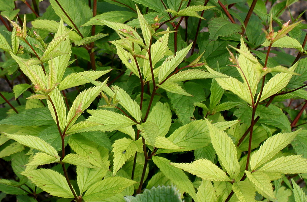 Image of Gillenia trifoliata specimen.