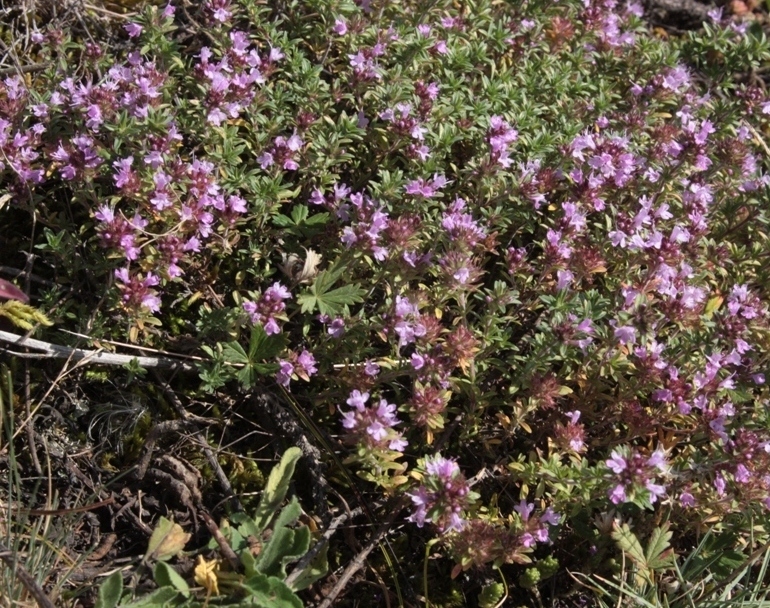 Image of Thymus punctulosus specimen.