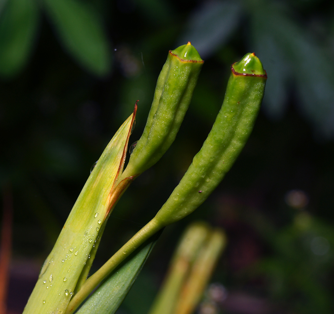 Image of Tigridia pavonia specimen.