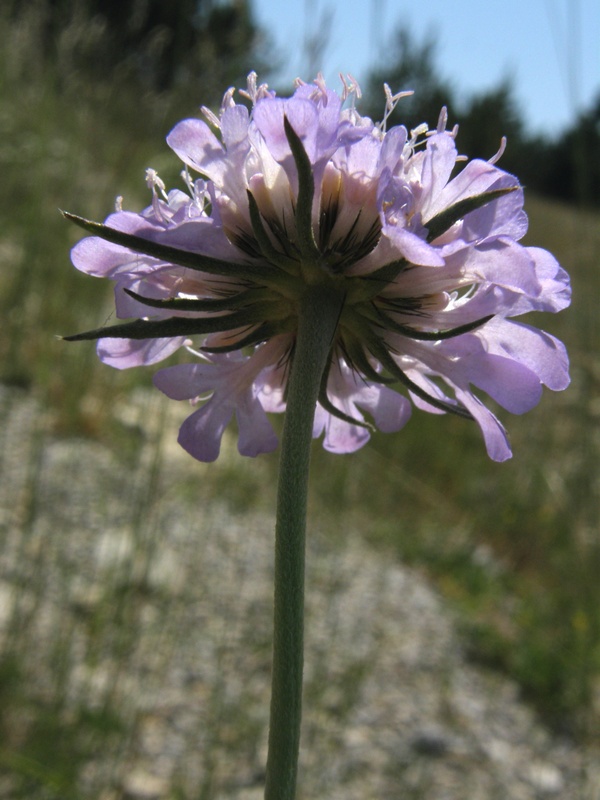 Изображение особи Scabiosa columbaria.