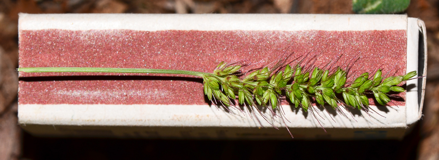 Image of Setaria adhaerens specimen.