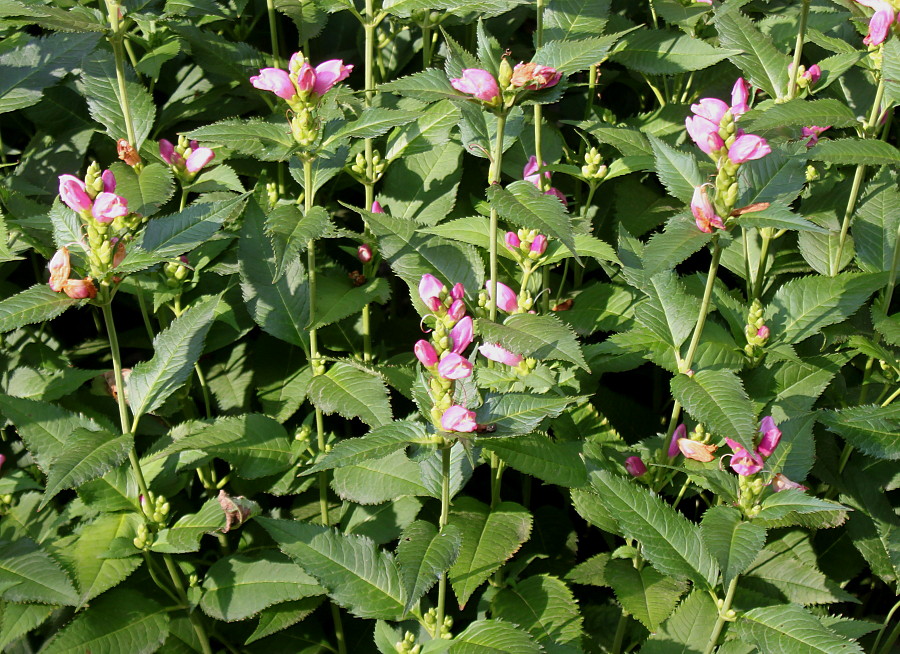 Image of Chelone obliqua specimen.