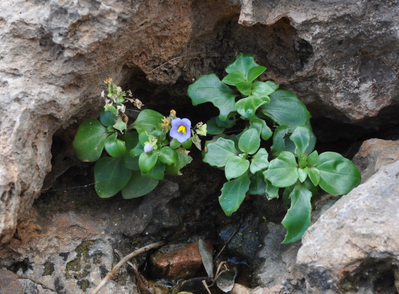 Image of Exacum affine specimen.