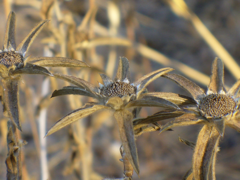 Image of Pallenis spinosa specimen.