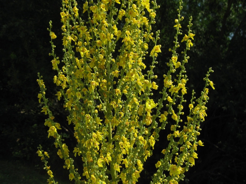 Изображение особи Verbascum speciosum.