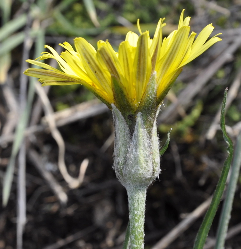 Image of genus Scorzonera specimen.