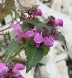 Lamium maculatum. Верхушка цветущего растения. Краснодарский край, г. Новороссийск, хр. Атакай, поляна в лиственном лесу. 12.04.2014.