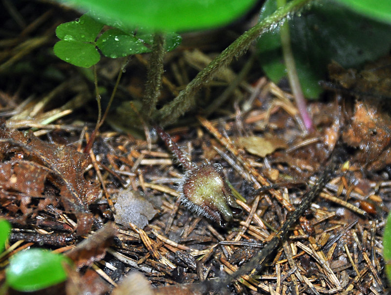 Изображение особи Asarum europaeum.