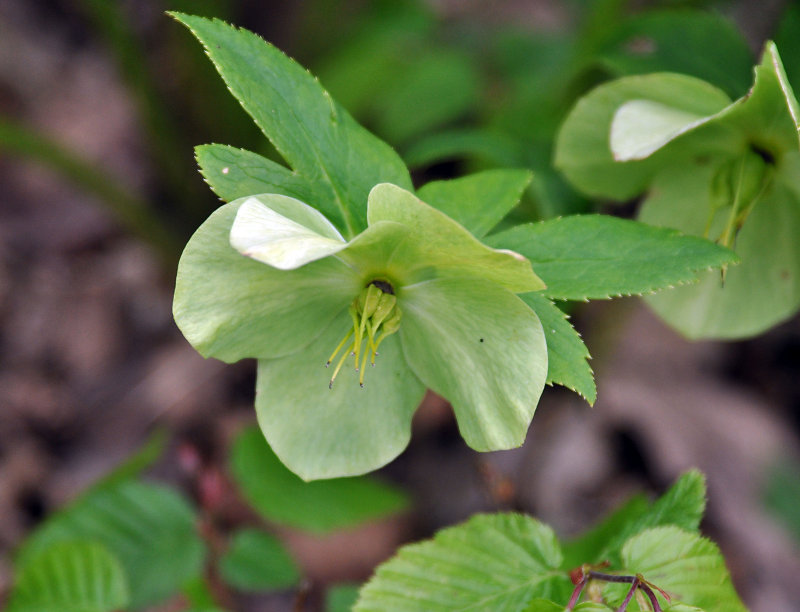 Image of Helleborus caucasicus specimen.