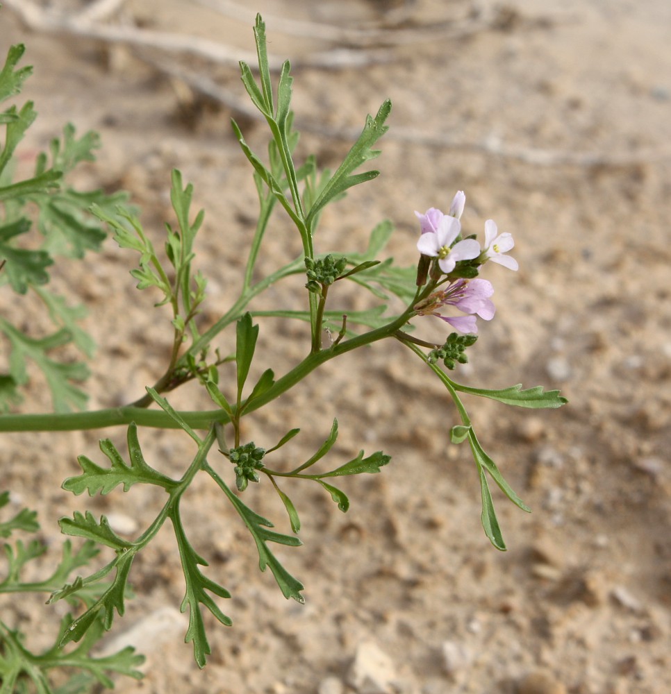 Image of Erucaria rostrata specimen.