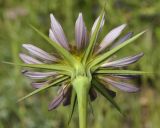 Tragopogon samaritanii