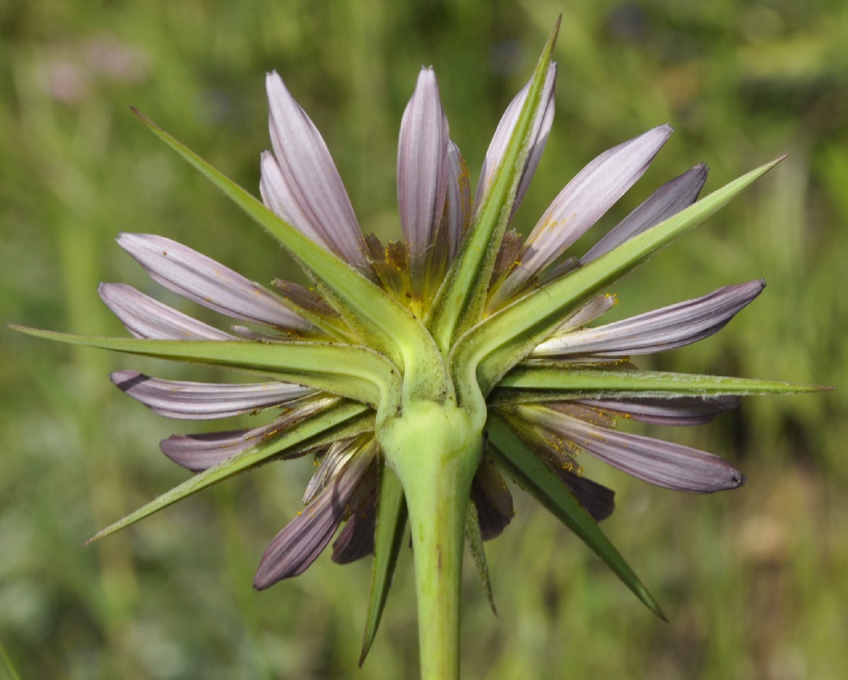 Image of Tragopogon samaritanii specimen.