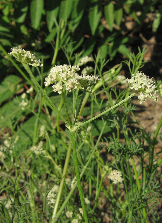 Image of Seseli arenarium specimen.