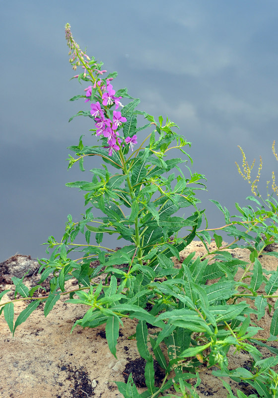 Image of Chamaenerion angustifolium specimen.