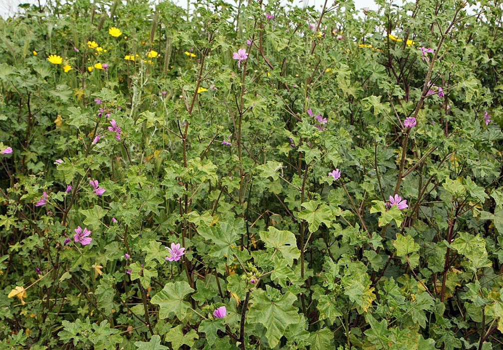 Изображение особи Malva erecta.