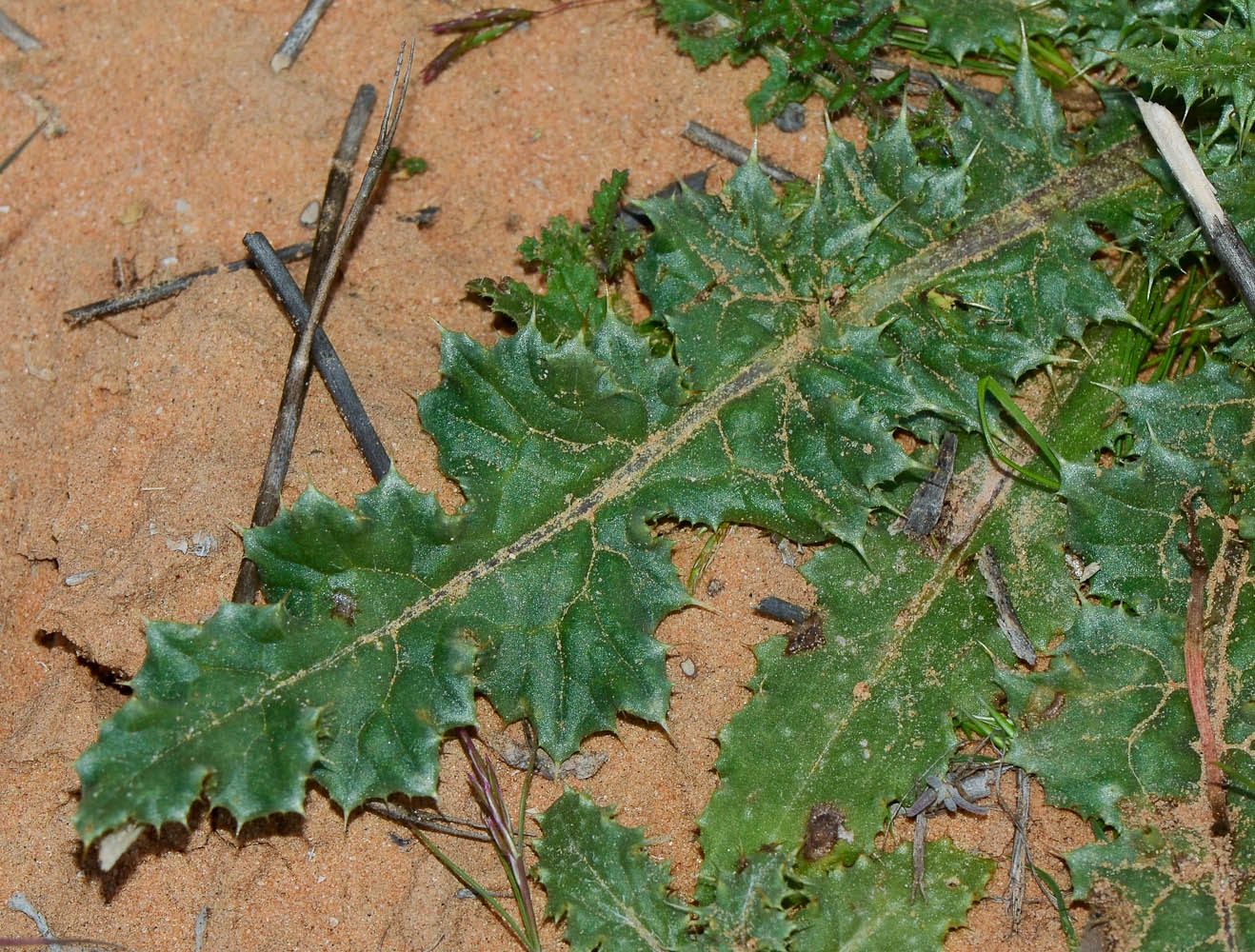 Image of Carduus beckerianus specimen.