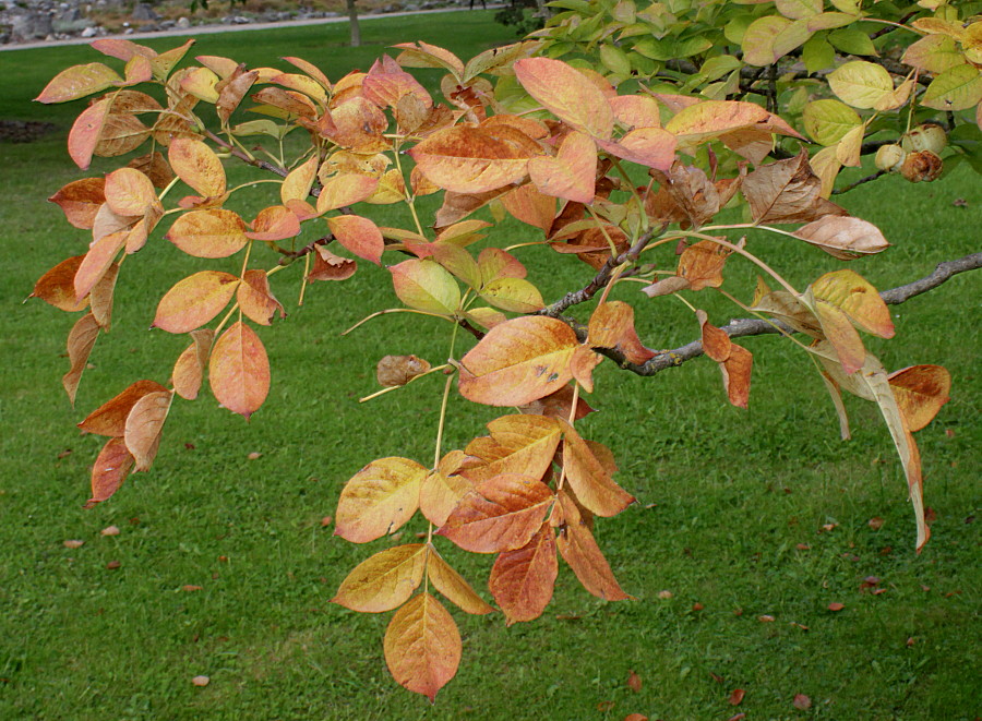 Image of genus Staphylea specimen.