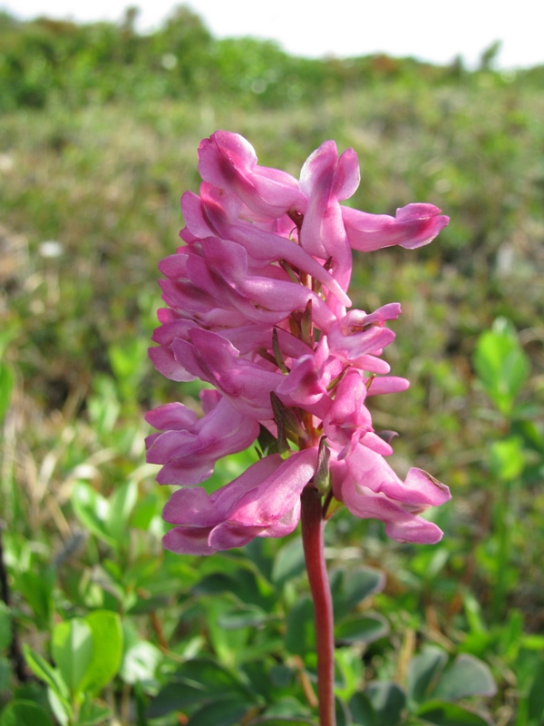 Image of Corydalis paeoniifolia specimen.