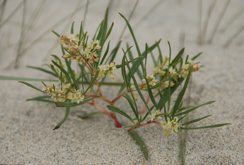 Image of Aconogonon ocreatum var. riparium specimen.