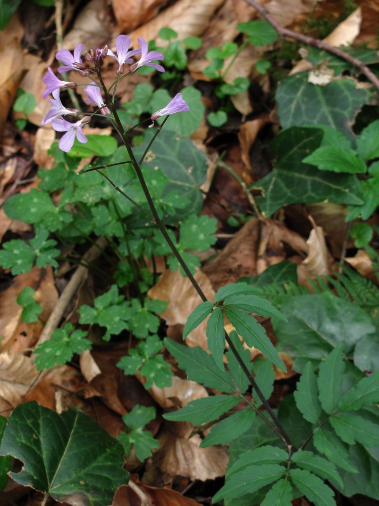 Image of Cardamine quinquefolia specimen.