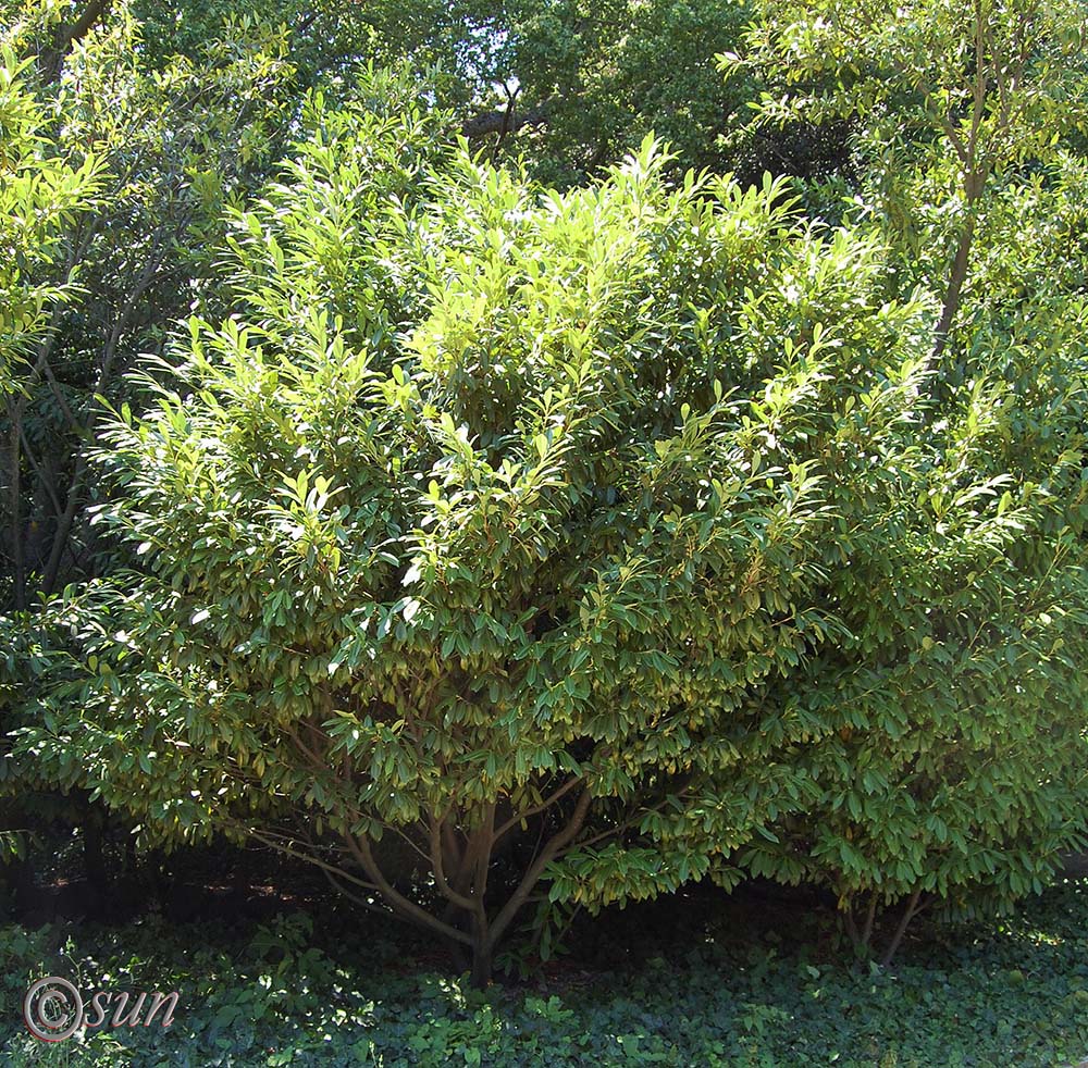 Image of Lauro-cerasus officinalis specimen.