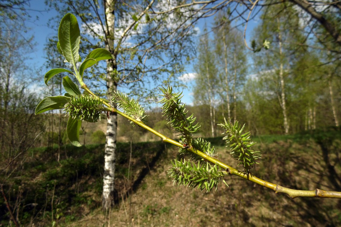 Image of Salix caprea specimen.