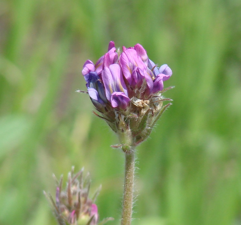 Image of Oxytropis strobilacea specimen.