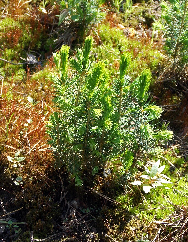 Изображение особи Picea omorika.