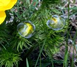 Adonis vernalis