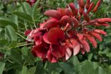 Erythrina crista-galli