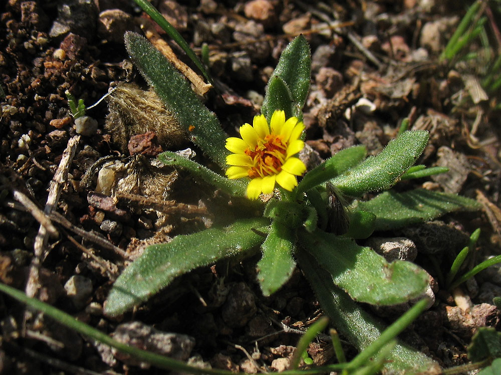 Image of Calendula arvensis specimen.