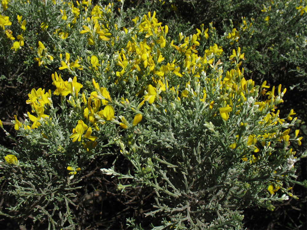 Image of Genista microphylla specimen.