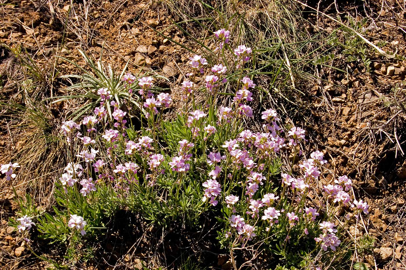 Изображение особи Dendroarabis fruticulosa.