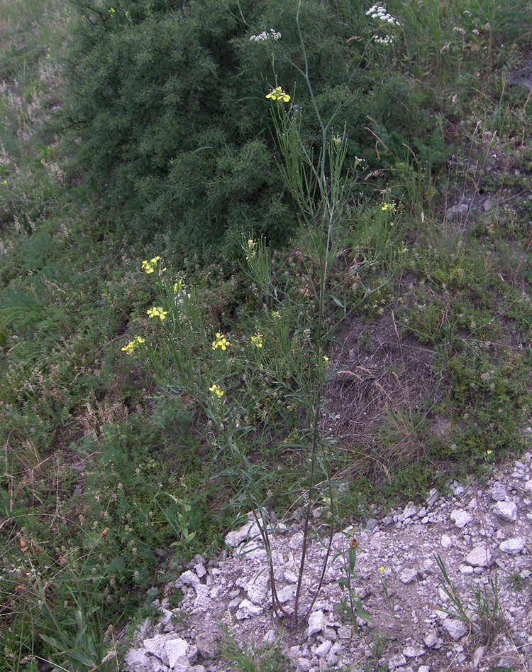 Image of Erysimum canescens specimen.