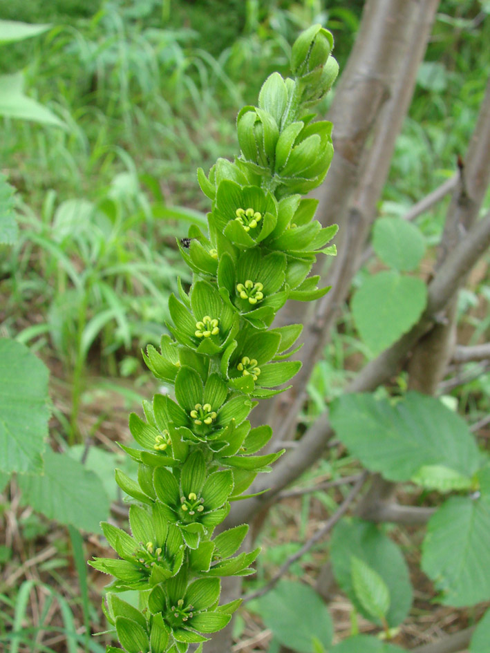 Изображение особи Veratrum lobelianum.