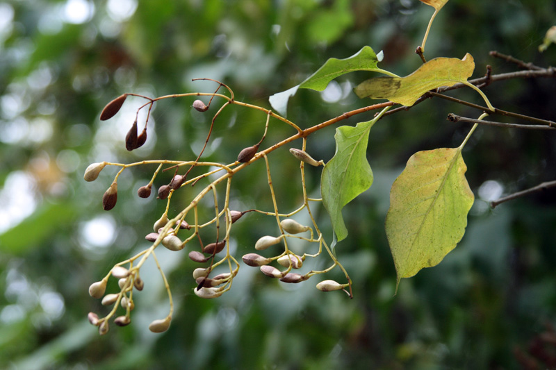 Image of Syringa amurensis specimen.