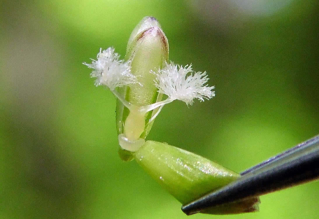 Image of Melica uniflora specimen.