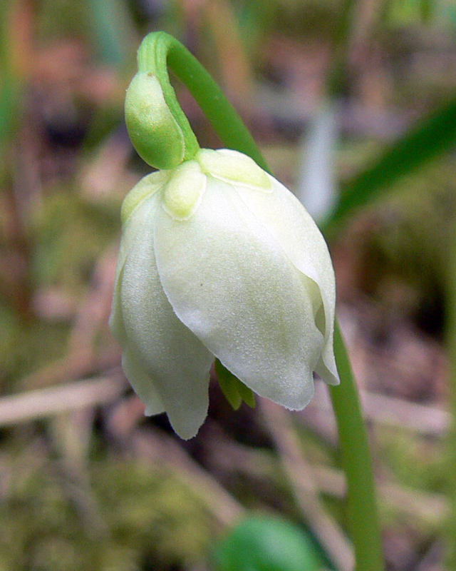 Image of Moneses uniflora specimen.