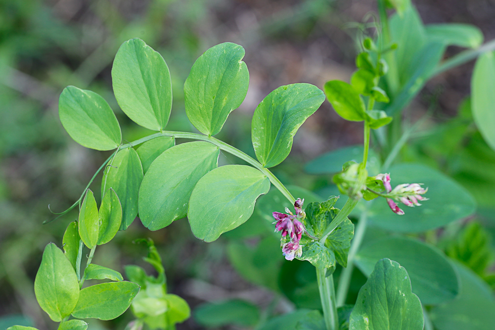 Image of Lathyrus pisiformis specimen.