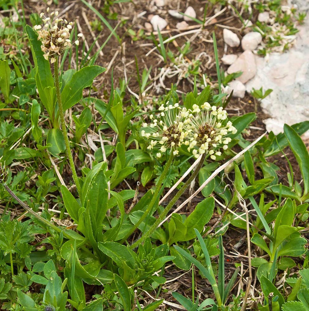 Image of Plantago atrata specimen.