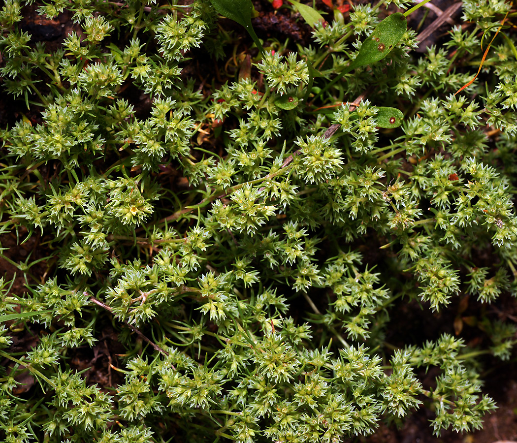 Изображение особи Scleranthus annuus.