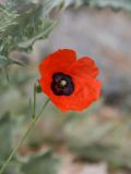 Papaver pavoninum