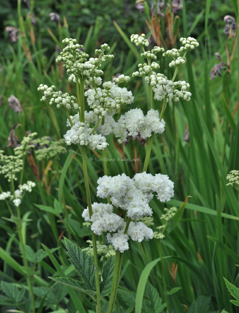 Изображение особи Filipendula ulmaria.