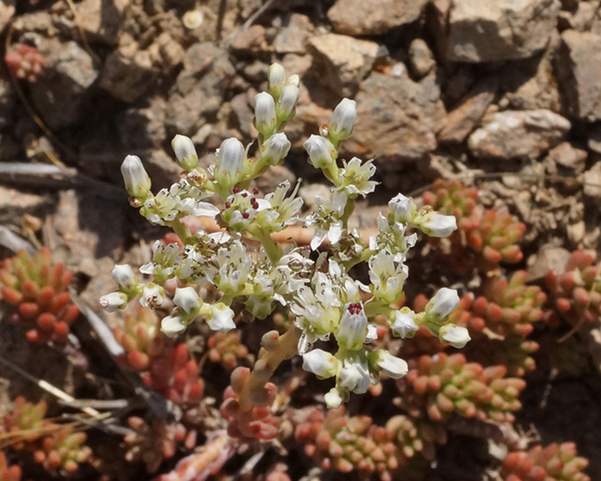 Image of Sedum alberti specimen.