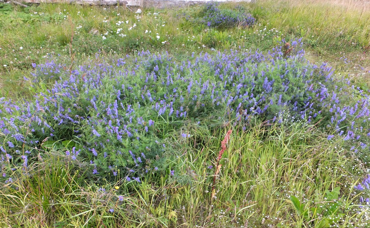 Image of Vicia cracca specimen.