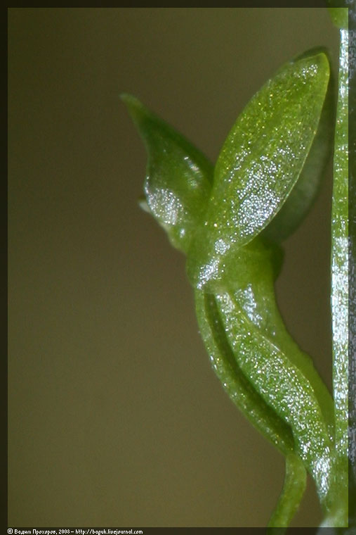 Image of Hammarbya paludosa specimen.