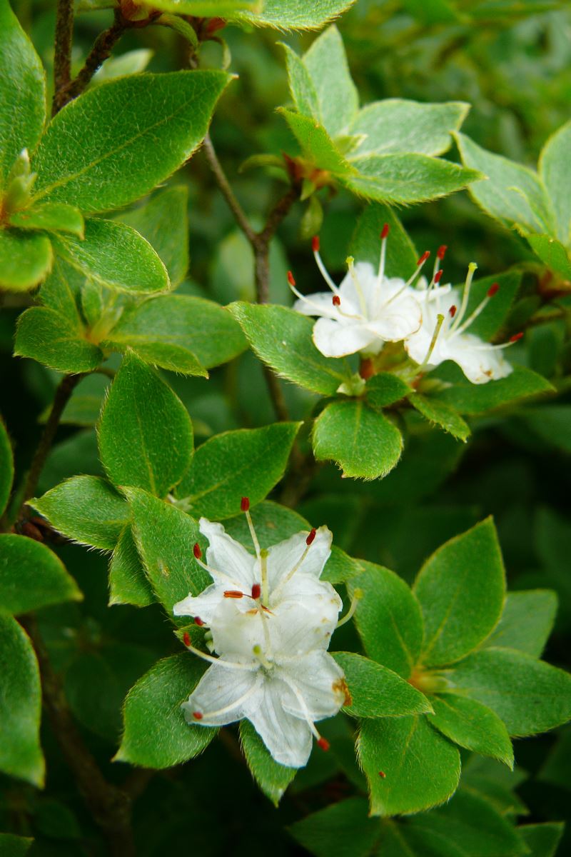 Image of Rhododendron tschonoskii specimen.