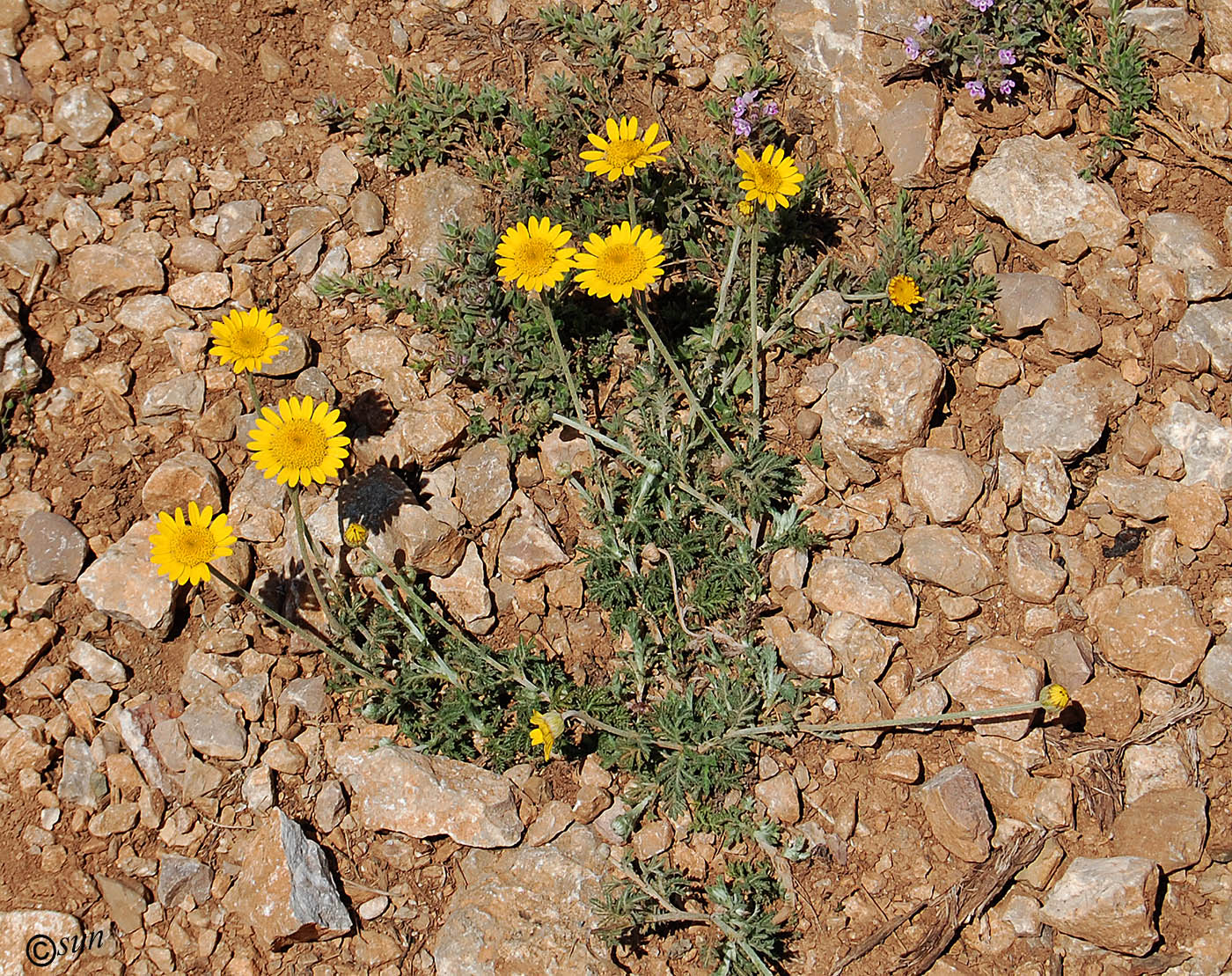 Image of Anthemis tinctoria specimen.